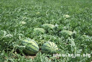 梦见l吃咸瓜,咸瓜之味，揭秘潜意识中的渴望与满足