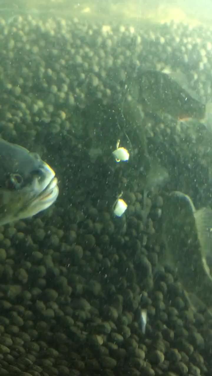 吃瓜抓鱼的视频,视频揭秘吃瓜抓鱼趣味玩法