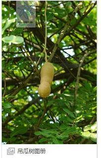 美丽树吃瓜,美丽树与瓜果飘香的夏日时光