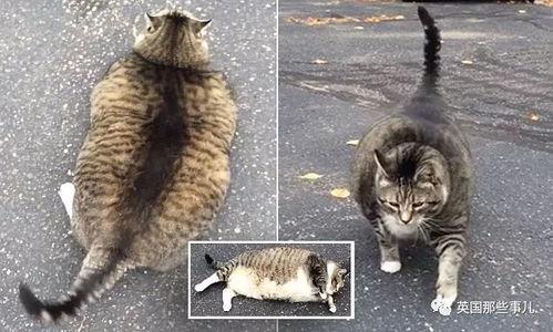 大肥猫吃瓜视频,揭秘娱乐圈幕后故事