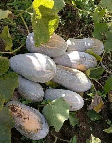 侯县吃瓜,揭秘当地特色美食背后的故事