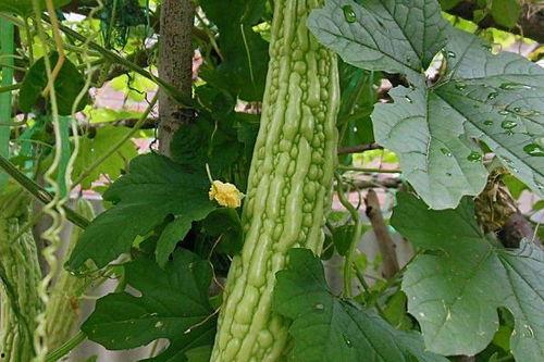 吃凉瓜会解药,揭秘夏日清凉美食的神奇功效