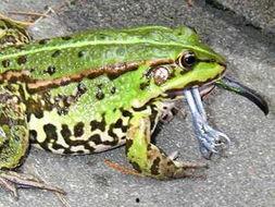 青蛙静静吃瓜,瓜田里的悠闲时光