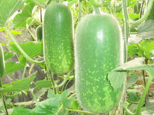 吃瓜趣味高下句