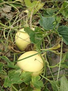 吃羊角瓜,探寻独特风味与营养奥秘