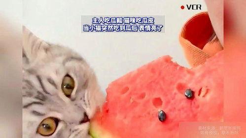 猫咪吃的瓜,瓜类美食的诱惑与营养