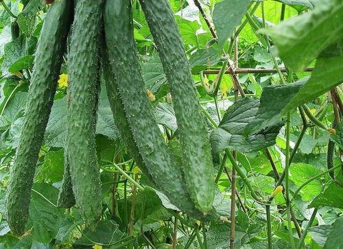 你平时都怎么吃瓜,跟随我一起探索网络八卦的奥秘