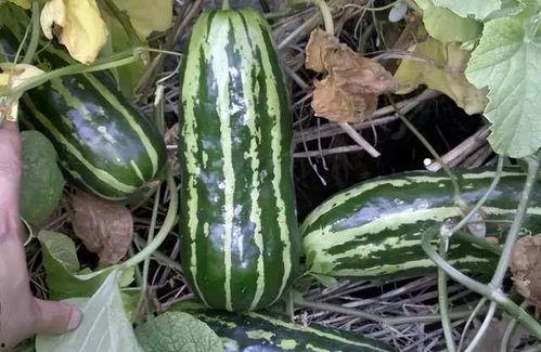 吃土瓜会寒吗,寒凉之果还是养生佳品?