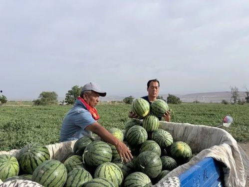 一木吃瓜,揭秘瓜界奇闻轶事