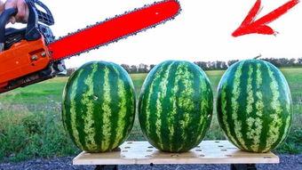 国外上学吃瓜,揭秘国外校园“吃瓜”趣事